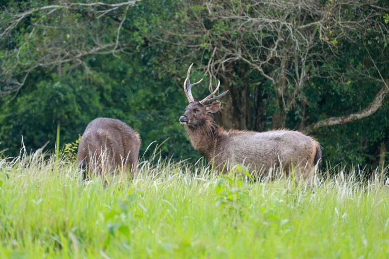 Sambar deer at the forest edge in Khao Yai National Park