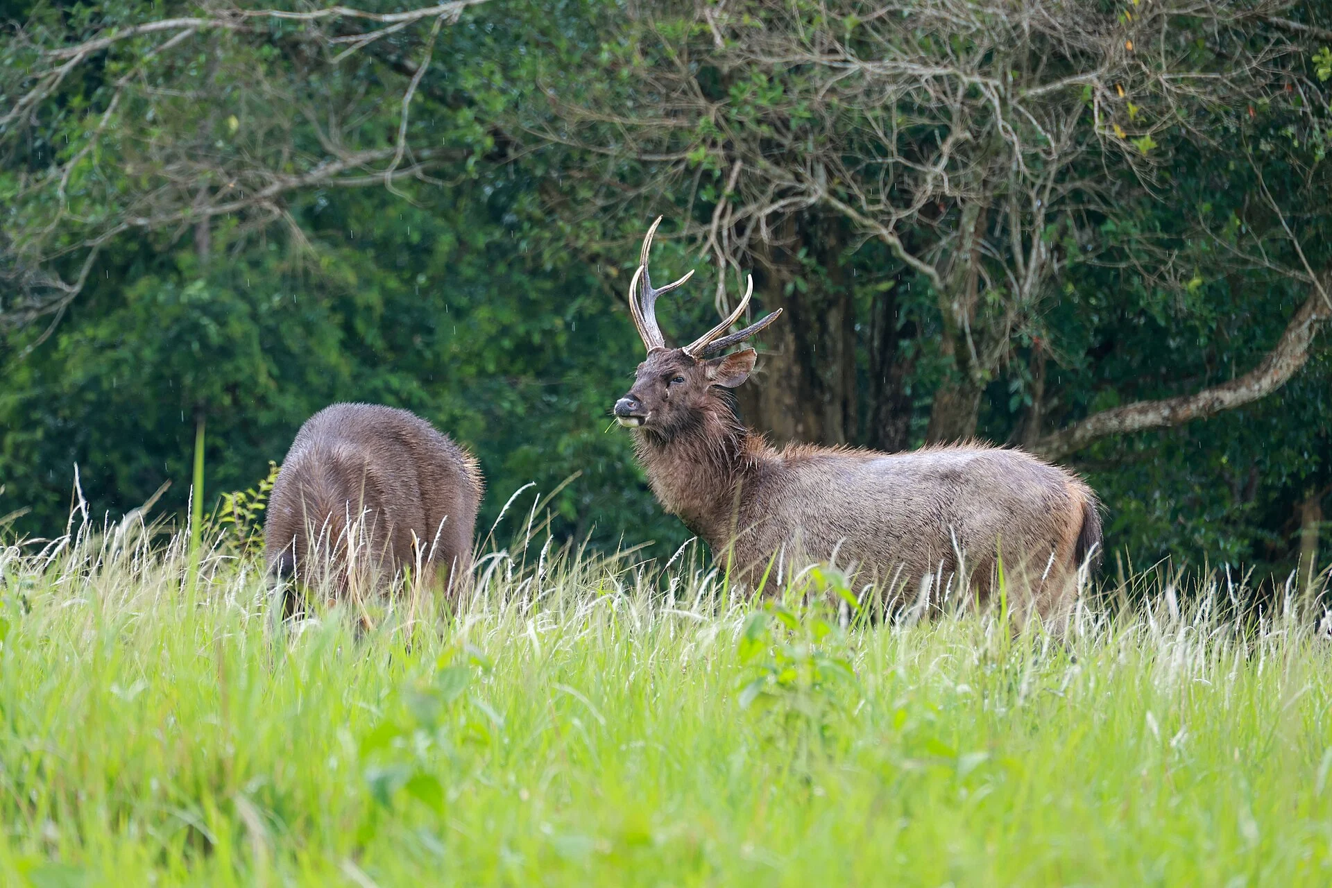 Sambar deer at the forest edge in Khao Yai National Park