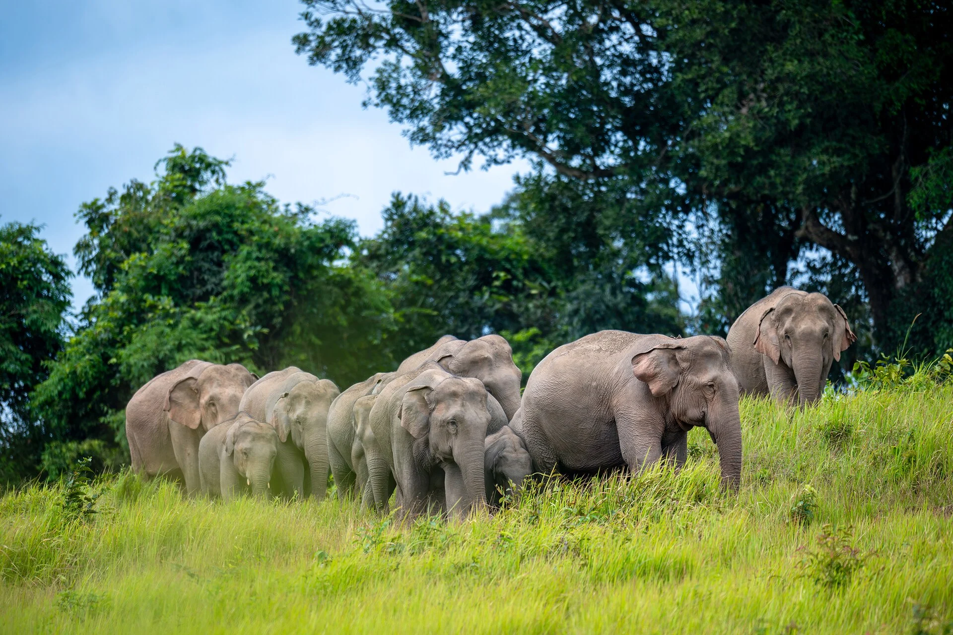 Why Khao Yai Is a Luxury Travel Destination