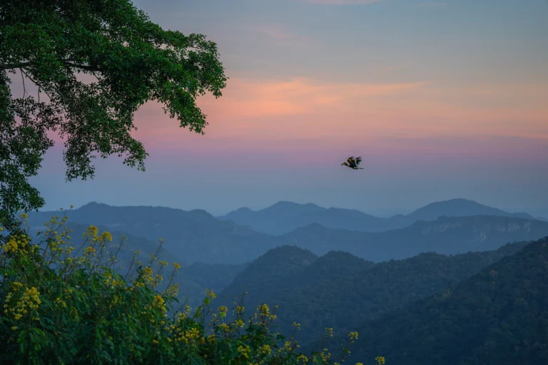 Great hornbill in the forest canopy of Khao Yai