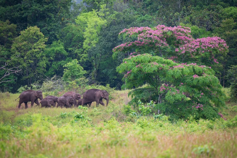 Forest and hills of Khao Yai National Park, home to wild elephants