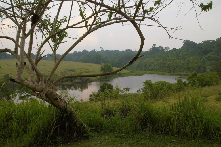 A quiet forest lake in the Khao Yai wilderness